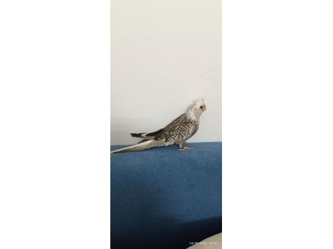 Yavru wf perl ev üretimi baba sı albino