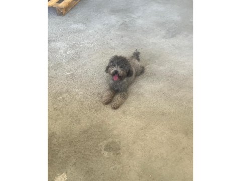 Dişi silver toy poodle
