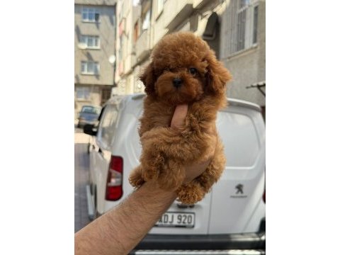 Sağlık ve ırk garantili toy poodle