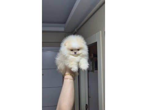 Üst kalite teacup ayıcık surat pomeranian boo erkek
