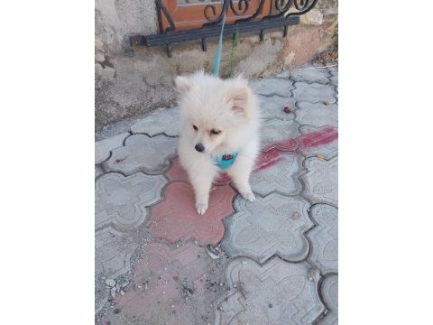 Evinizin sevgi yumağı pomeranian boo