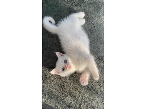 Pamuk british shorthair kızım