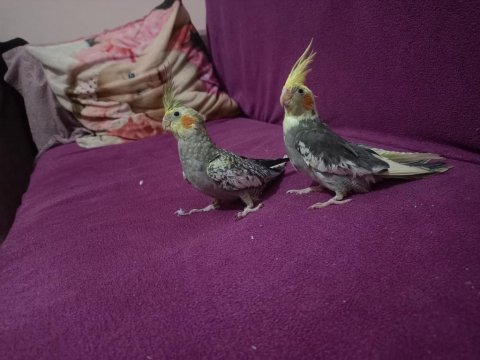 Ele kola alıştırmalık sultan papağanı yavrular