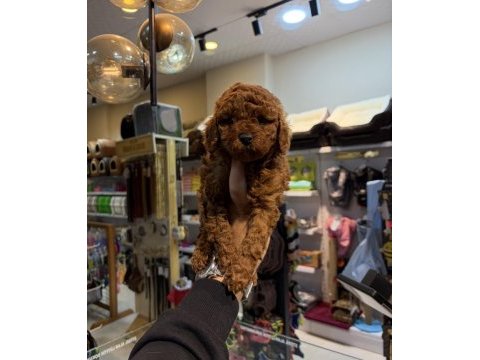 Toy poodle yavrular