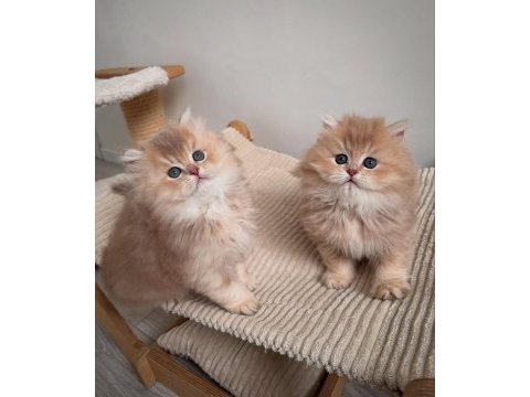 Nadir renk by golden british longhair 
