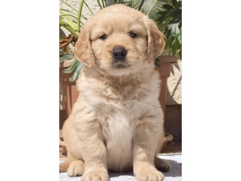 Golden retriever köpeğimiz safkan