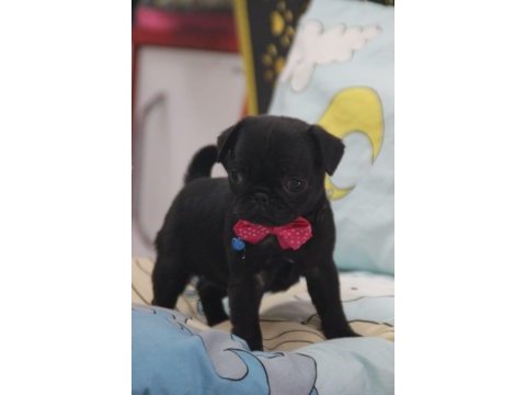 Black lekesiz pug bebeğimiz hazır