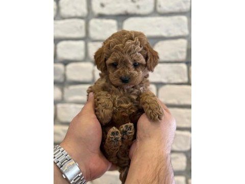 Orijinal garantili toy poodle red brown