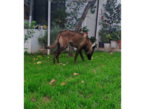 Alan koruma belçika malinois