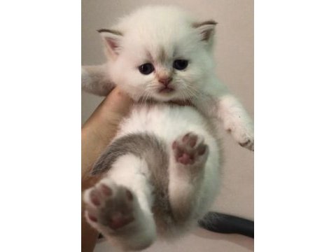 Muhteşem safkan british longhair ve british shorthair yavru