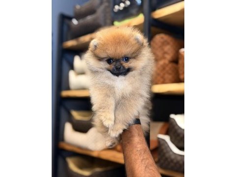 Mersin pomeranian boo