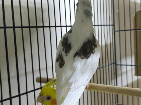 Heavy sultan papağanı dişi