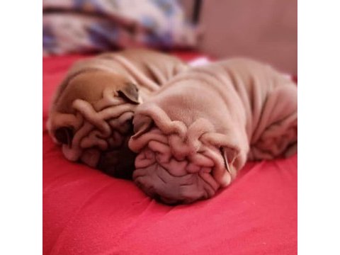 Shar pei ırkının en iyi temsilcileri