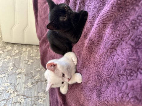 British shorthair kardeşler