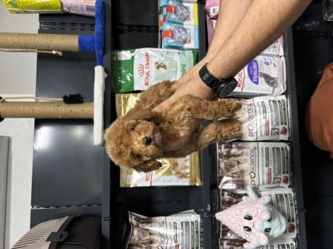 Dişi poodle yavrumuz