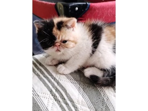 Minik exotic shorthair kızımıza yuva