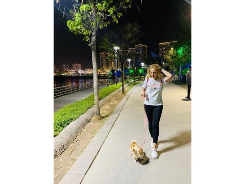 Chihuahua longhair (uzun tüylü) dişi elma kafa küt burun