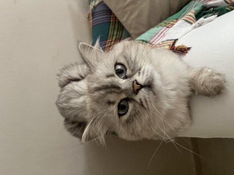 British longhair kedimiz