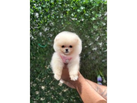 Sağlık ve ırk garantili pomeranian köpeği