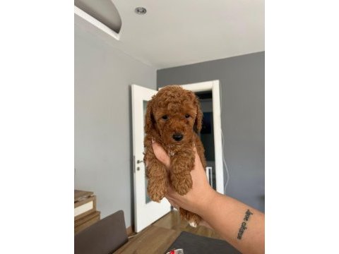 Dişi toy poodle