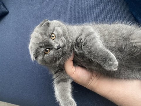 Scottish fold 2.5 aylık dişi