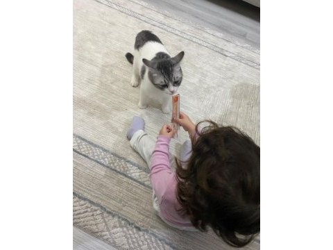 Kedimize yuva arıyoruz kırma tekirdir