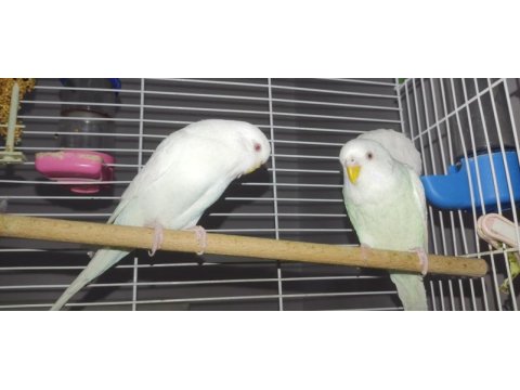 Damızlık kırmızı göz saf kan albino muhabbet kuşu