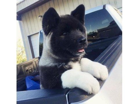 Show kalite amerikan akita yavrularımız