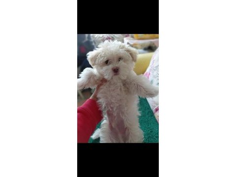 Maltese terrier erkek