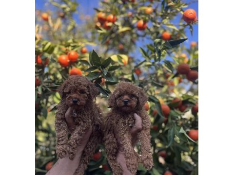 Red brown toy poodle yavrularımız