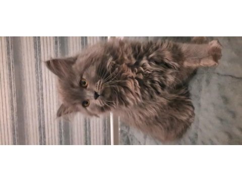 British longhair