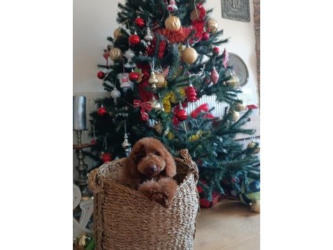 6 aylık red brown erkek poodle