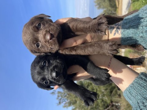 Renk renk labrador bebekler