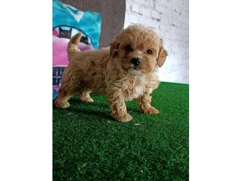 Maltipoo köpeği yavrularımız