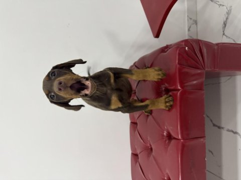 Safkan kızıl erkek 55 günlük doberman