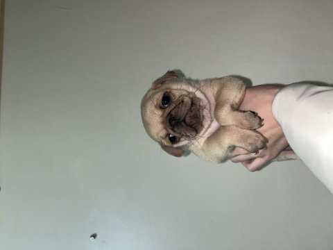 Pug bebeklerim
