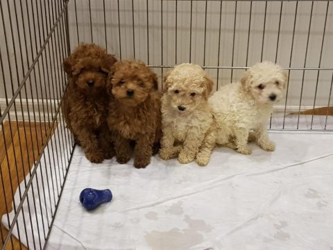Red brown a kalite orjinal toy poodle yavrular
