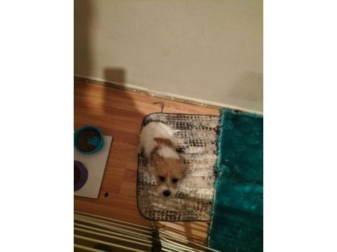 Suporting lucas terrier konuşulur