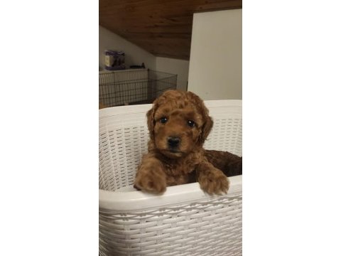 İnanilmaz kalite inanilmaz fiyatlara poodle yavrular