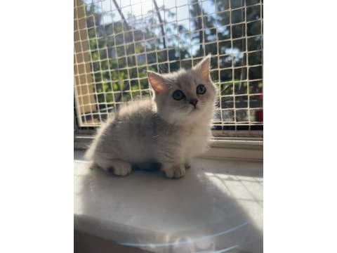 Munckin kısa bacaklı silver