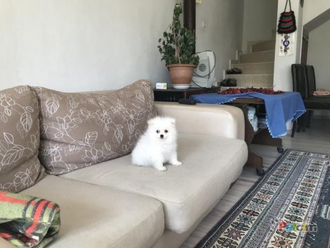 Pomeranian boo beyaz yavrum balıkesir