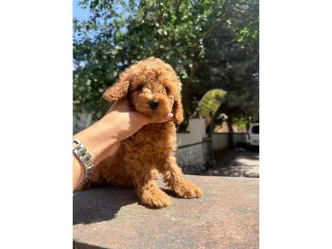 Show poodle bebekler