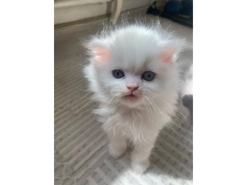 British longhair beyaz kedimiz