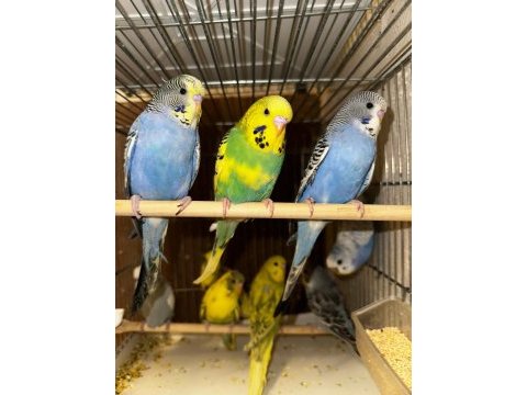 Jumbo yavru muhabbet kuşlarımız