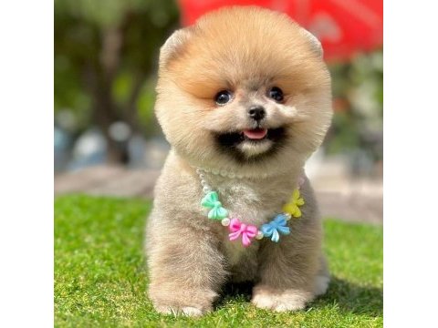 Safkan pomeranian boo bebekler
