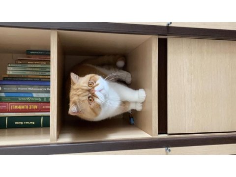 Exotic shorthair oğluma acil dişi aranıyor