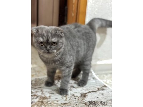 7 aylık scottish fold kedimiz sahiplendirilecek