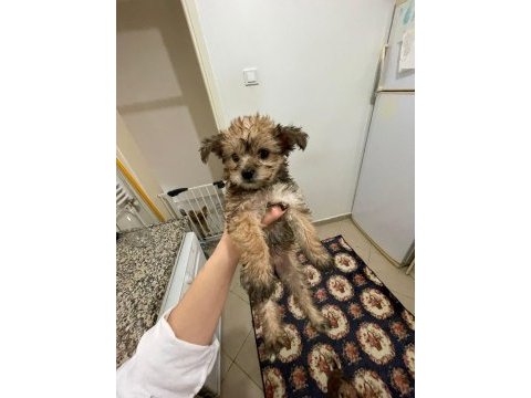 Morkie terrier yavrular