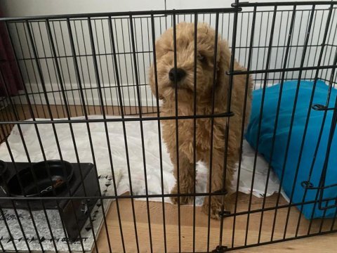 Toy poodle köpeği
