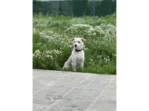 Terrier yavruları 45 günlük